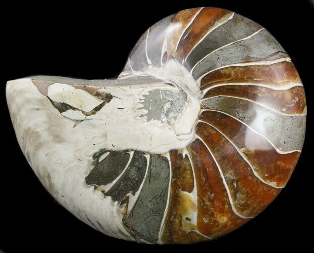 Large, Polished Nautilus Fossil - Madagascar #51851